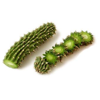 hoodia gordonia - kompozisyon Reduslim